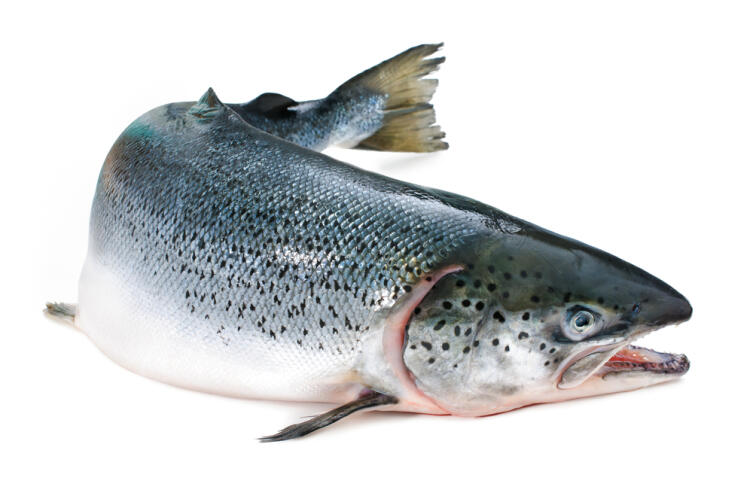 Чем красят красную рыбу и почему это может быть полезно? аквакультура,антиоксиданты,астаксантин,здоровье,красная рыба,питание,продукты питания