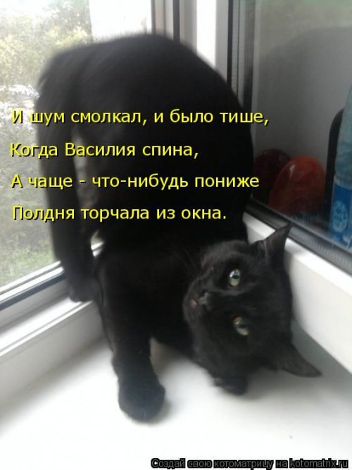 Свежая котоматрица (29 фото)