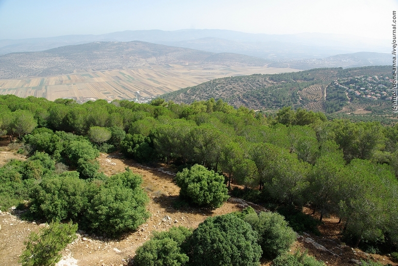 Без воды и под палящим солнцем: как Израиль превратил пески в леса и виноградники    