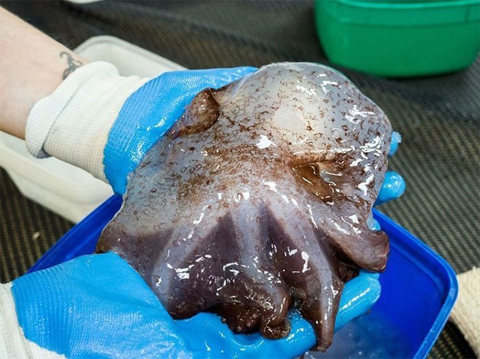 9. Осьминог Дамбо (Grimpoteuthis) глубина, глубоководные животные, глубоководные рыбы, глубоководный обитатели, морские глубины, морские животные, морские жители, океан