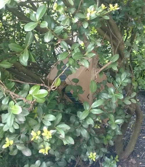 Курьеры, которые справились с доставкой посылок, как смогли 