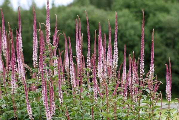Вероникаструм виргинский Erica. Фото с сайта ballyrobertgardens.com