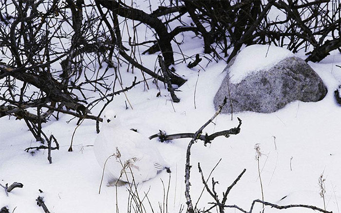 Willow Ptarmigan