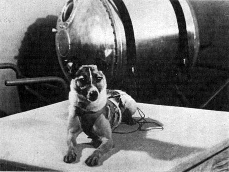 Полет и гибель собаки Лайки: вопросы и ответы «Спутник-2», день в истории, космос, собака Лайка