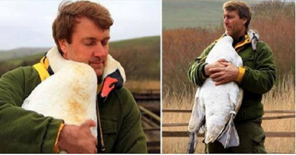 Мужчина спас дикого лебедя, и в качестве благодарности тот не перестает обнимать своего спасителя