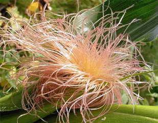 Народная медицина в лечении печени