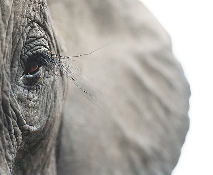 African Elephant