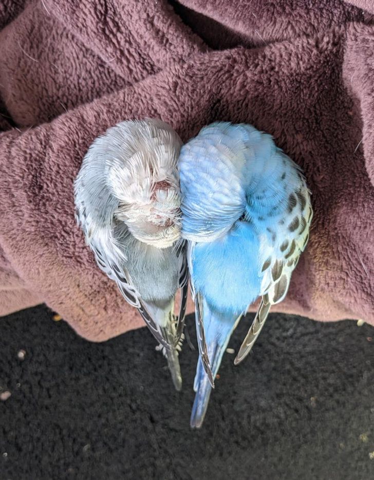 18 доказательств того, что попугаи тоже ласковые котики, только с перьями