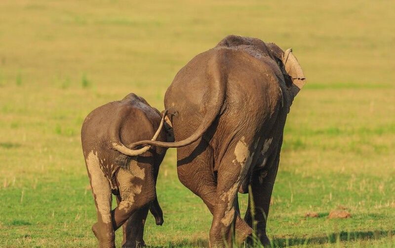 Фотография: Самые смешные фото диких животных от финалистов Comedy Wildlife Photography Awards 2020 №14 - BigPicture.ru