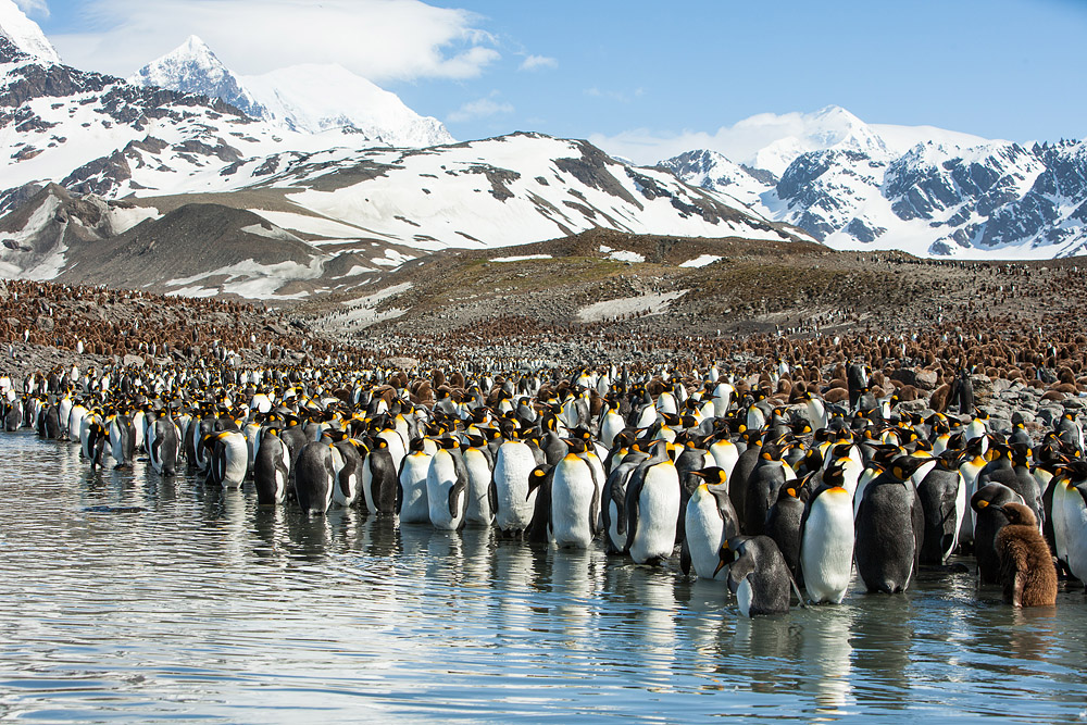 Пингвины живут на южном. Лос Пингвинос Чили. Фото пингвинов в Антарктиде. Южная Георгия и Южные Сандвичевы острова. Эребус колония пингвинов.