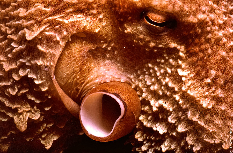 Дайвинг в Приморье, встречи c гигантским тихоокеанским осьминогом Дайвинг в Приморье, встречи c гигантским тихоокеанским осьминогом заграница,отдых