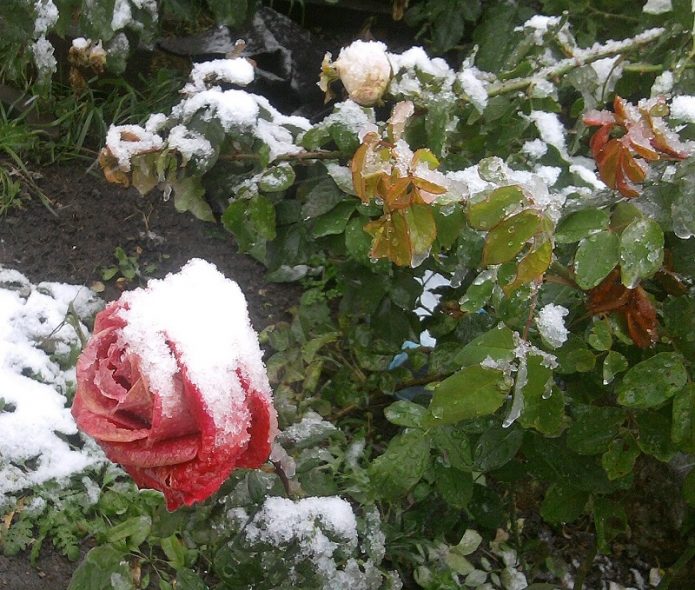 Розы под снегом