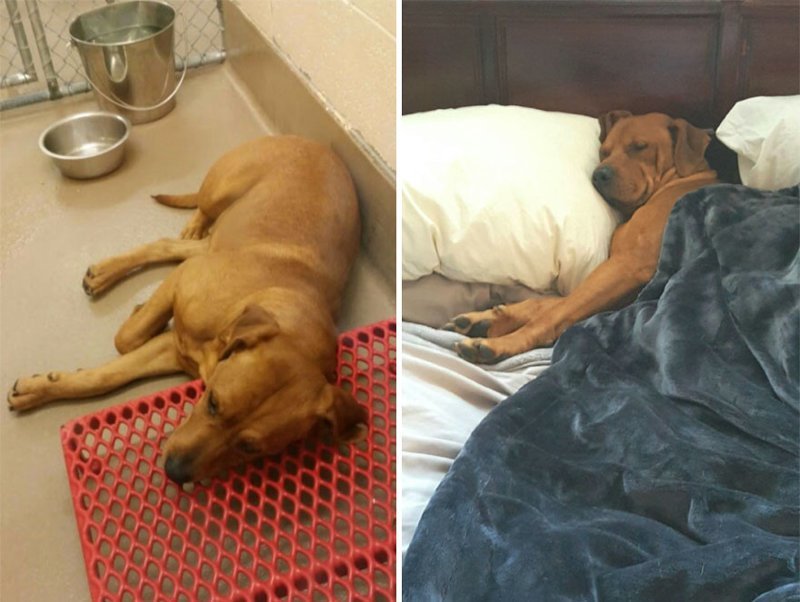 Собаки из приюта: снимки до и после обретения семьи до и после, домашние животные, приют для собак, собаки, собаки из приюта, фото собак, хозяин и пес, хозяин и собака