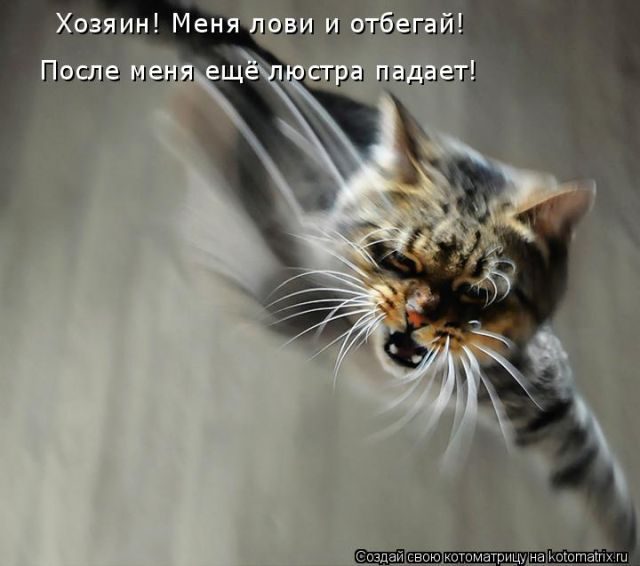 Самые уморительные котоматрицы за прошедшую неделю