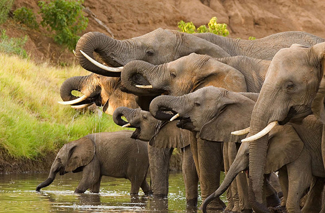 слоны у водопоя