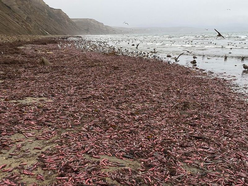 Рыбы-пенисы заполнили 3 километра калифорнийского пляжа
