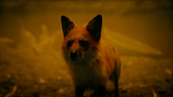 Мистер Фокс: почему лисицы в кино так часто разговаривают