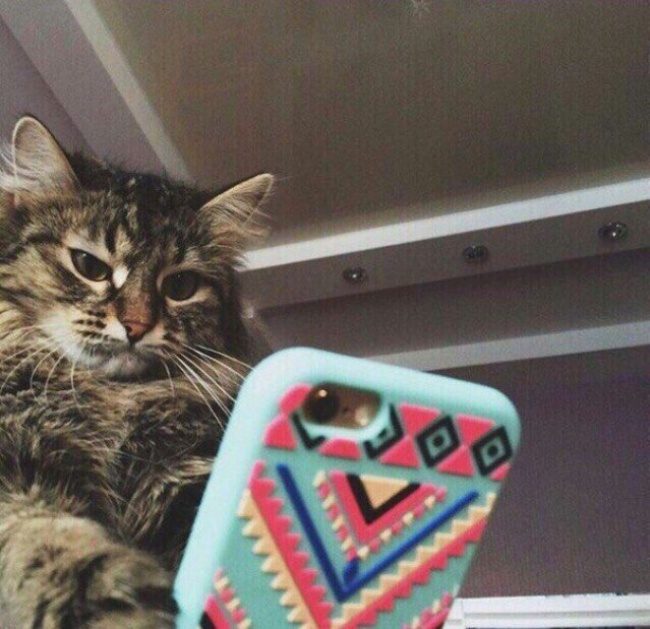 Животные, в которых вы узнаете себя