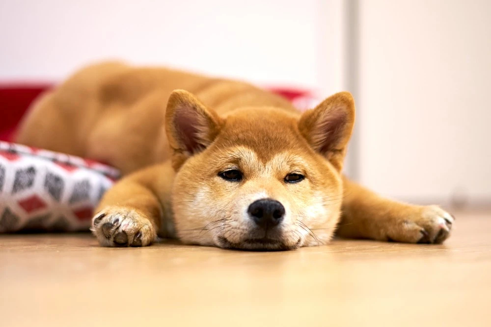 Японский сиба-ину: описание породы, характер и уход за собакой породы, стоит, сибаину, время, собаки, нужно, очень, будет, чтобы, собак, имеет, могут, требует, можно, постоянно, охотника, порода, потому, поэтому, поддаются