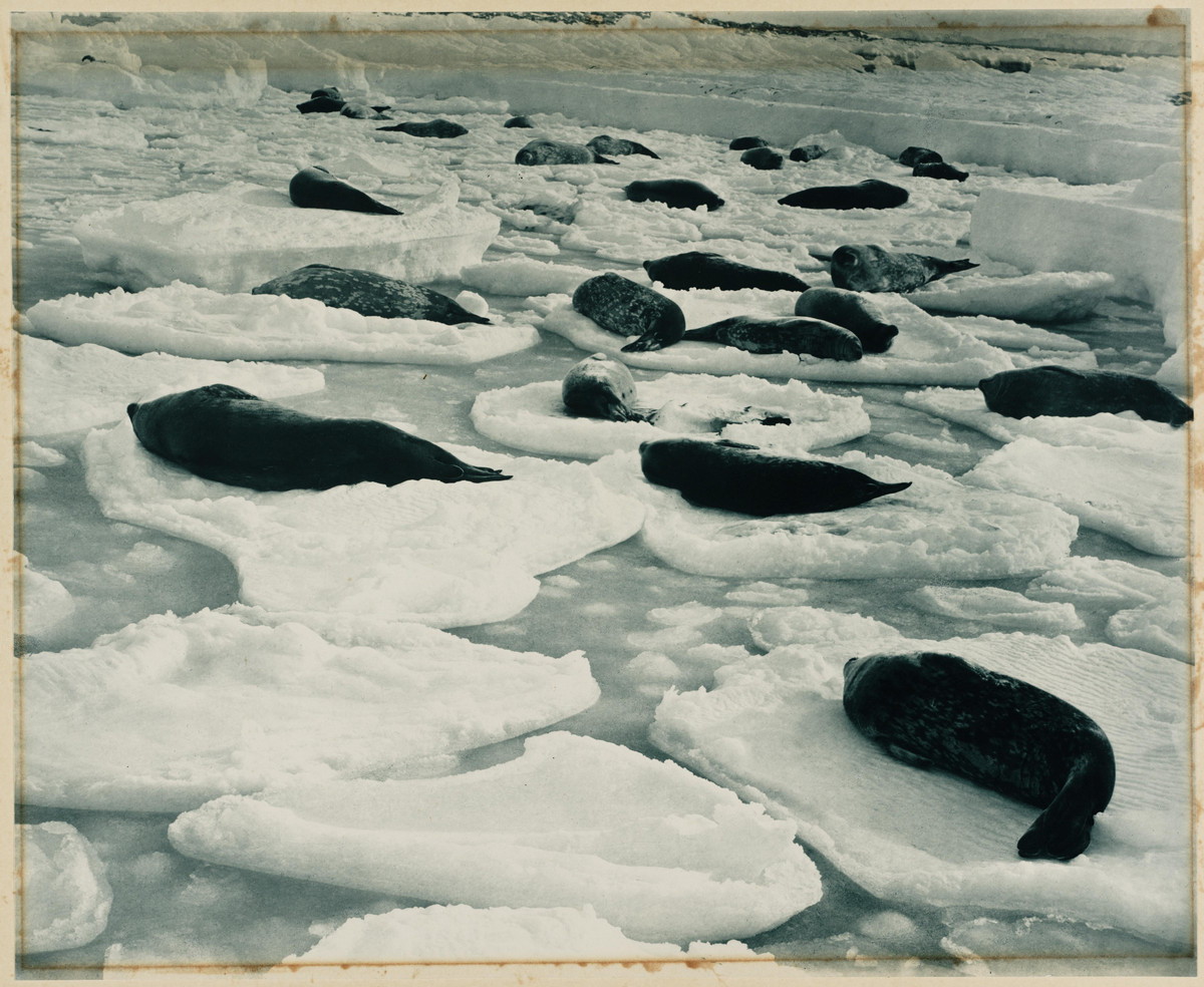 Первая Австралийская антарктическая экспедиция в фотографиях Фрэнка Хёрли 1911-1914 65