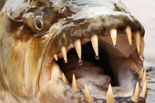 Рыбак в Африке выловил огромную пиранью, которая может нападать даже на крокодилов амазонка