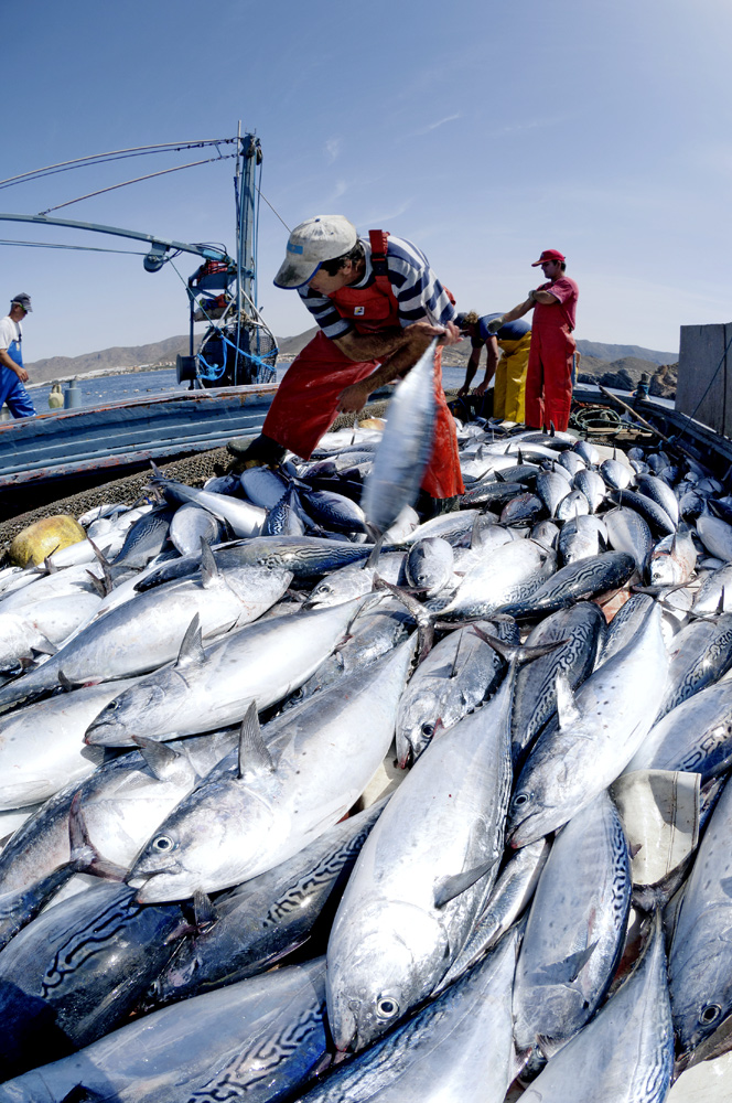 C0109240-Tuna_catch-SPL.jpg