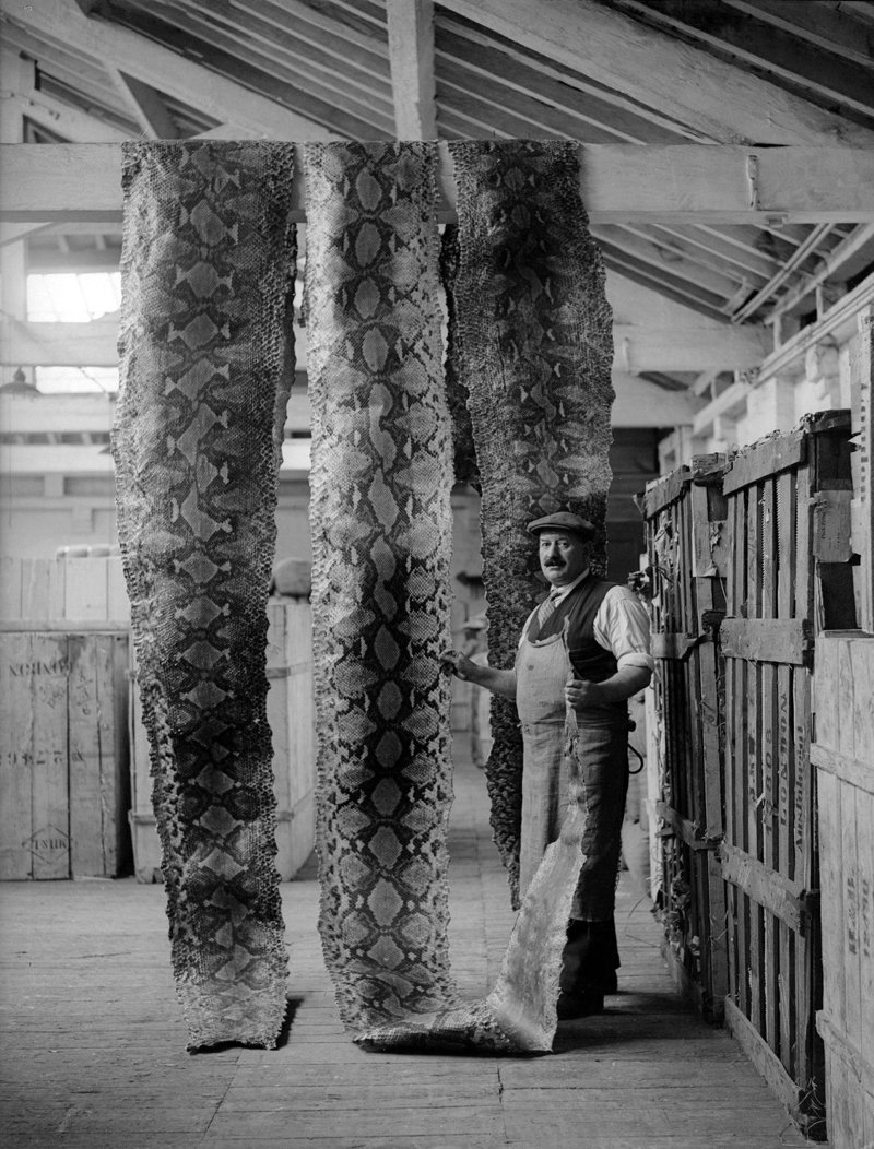 Дамы будут в восторге. Да из них шубы можно шить. ) Просушка змеиных шкур на складе Лондонского порта, 16 сентября 1930 история, мгновения жизни, фотография