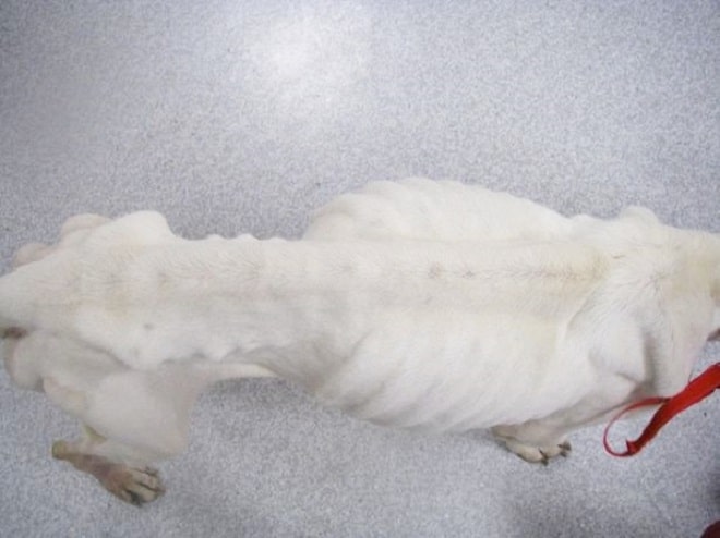 «Скелет на дороге»: пес был найден за сутки до смерти, но он сумел выжить 