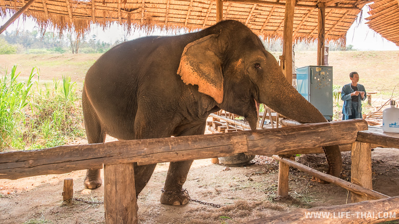 Слон, прикованный цепями в Таиланде