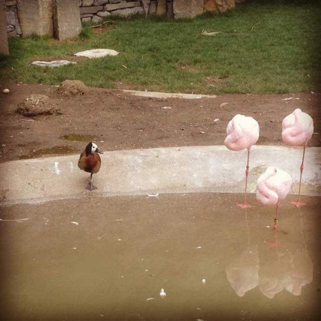 Они смогли влиться в новый коллектив и замаскироваться. Подборка смешных фото