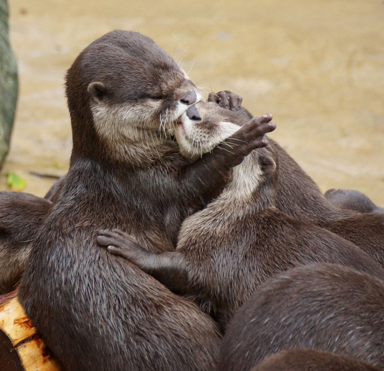 15 очаровательных поцелуев среди животных животные, поцелуй