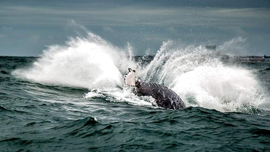 В США выпрыгнувший из воды кит перевернул рыбацкую лодку с экипажем