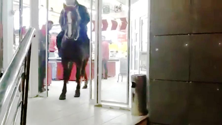 Забавные и необычные истории о животных