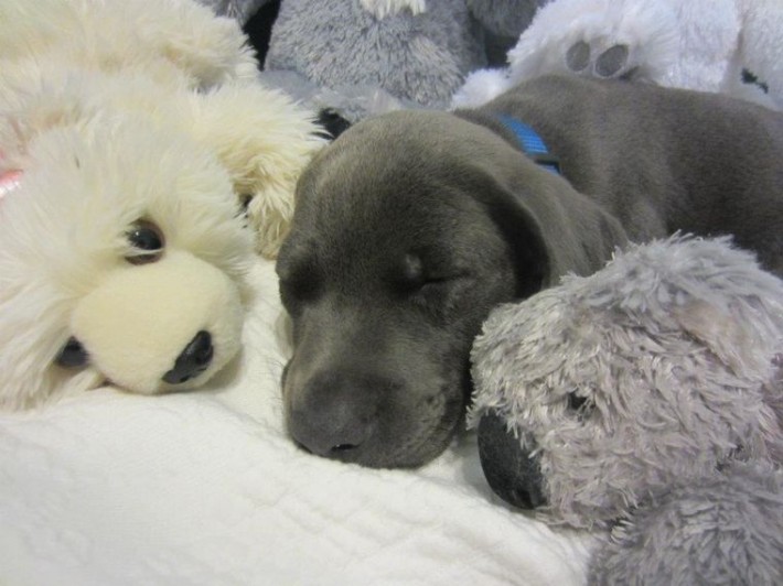 Милые животные и мягкие игрушки 