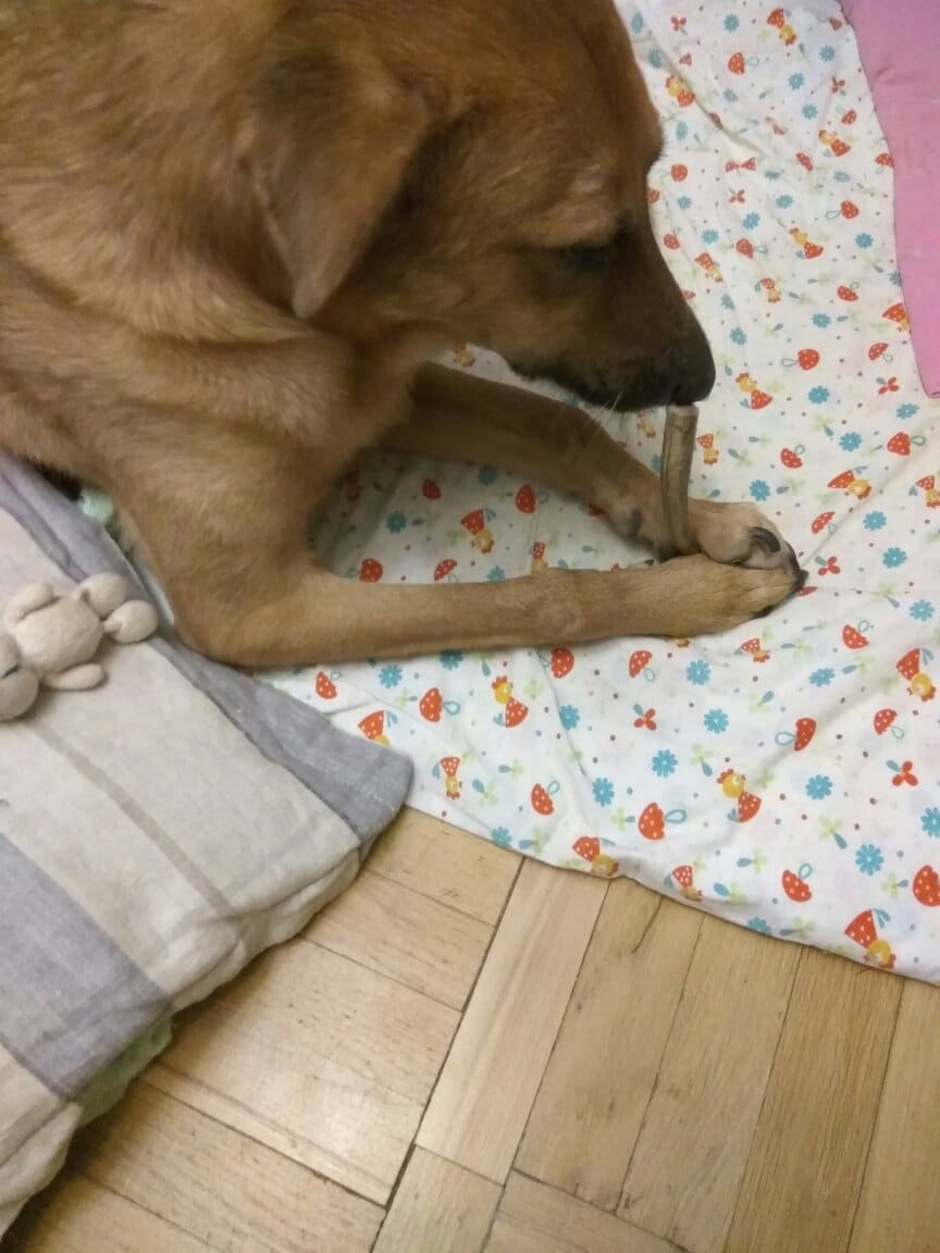 собака в доме