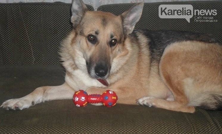 авито карелия собака