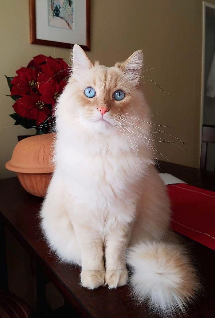 кот Сочи, кот принцесса Диснея