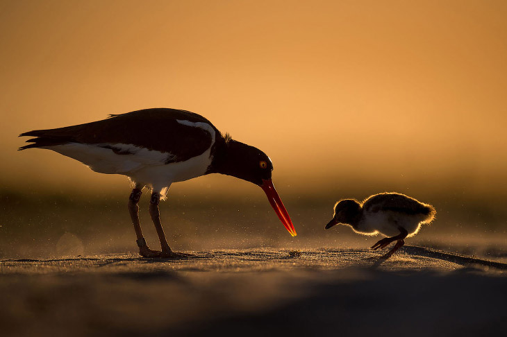 Птичий конкурс Audubon Photography Awards 2018