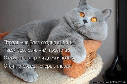 Свежая котоматрица (29 фото)
