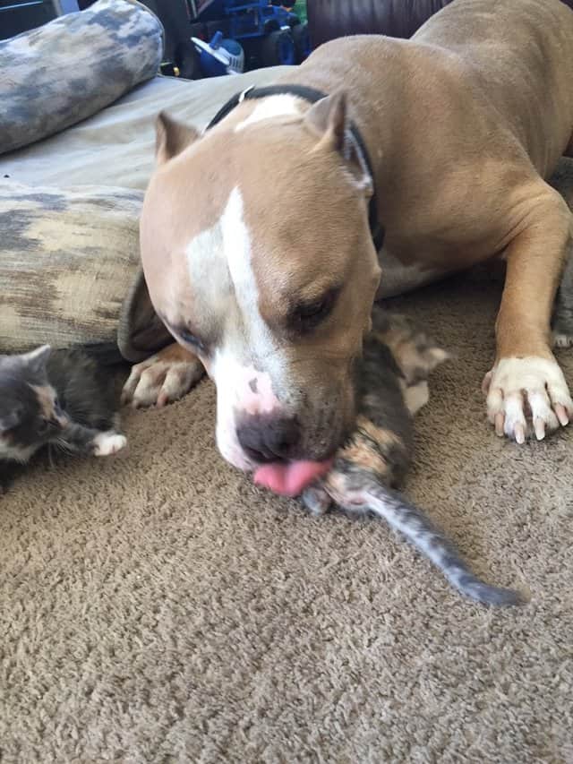 pitbul7-min