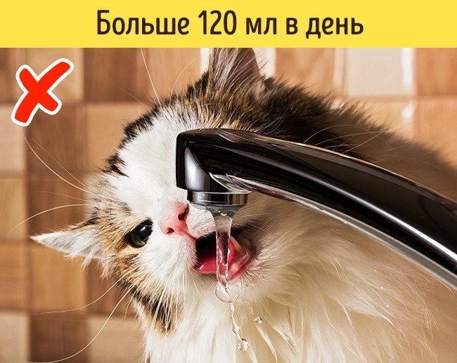 Какие признаки указывают на то, что питомца надо срочно показать ветеринару
