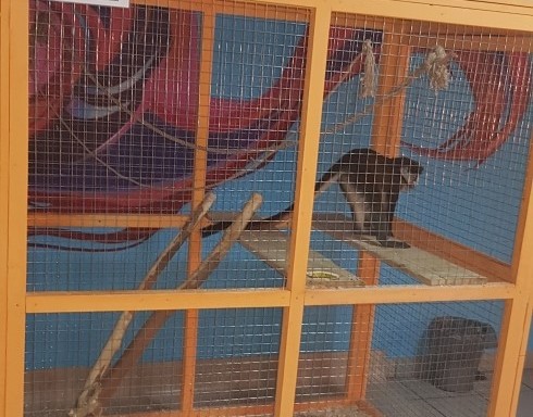 Россельхознадзор выявил нарушения на выставке животных в Рязани