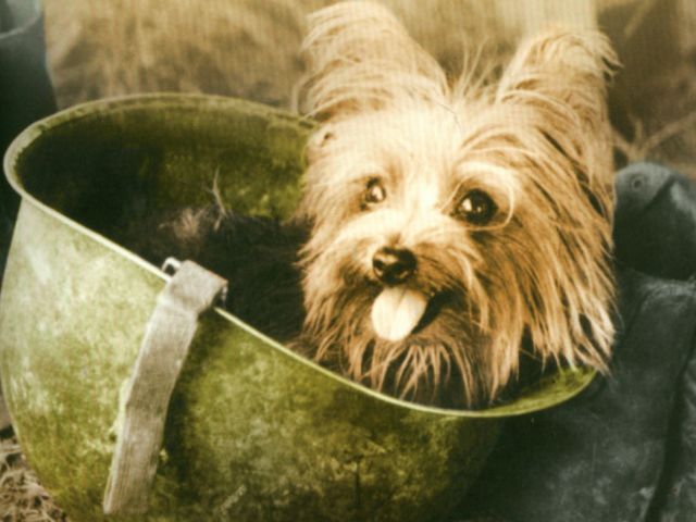 Маленький пёс на большой войне. Как пропавший терьер стал героем Второй мировой