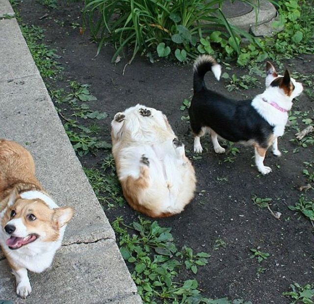 Собаки, у которых «села батарейка» (18 фото)
