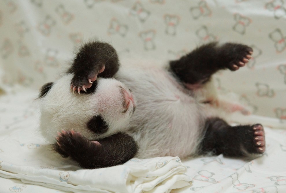 Новорожденный детеныш панды в зоопарке в Тайбэе