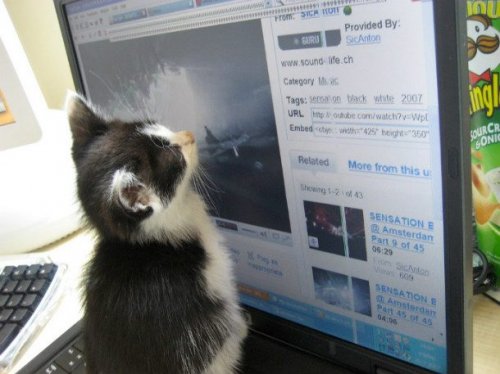 23 наглядных фотодоказательства того, что кошки ведут себя, как люди 23 наглядных фотодоказательства того, что кошки ведут себя, как люди