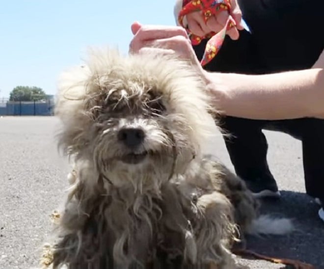 Собака и руки