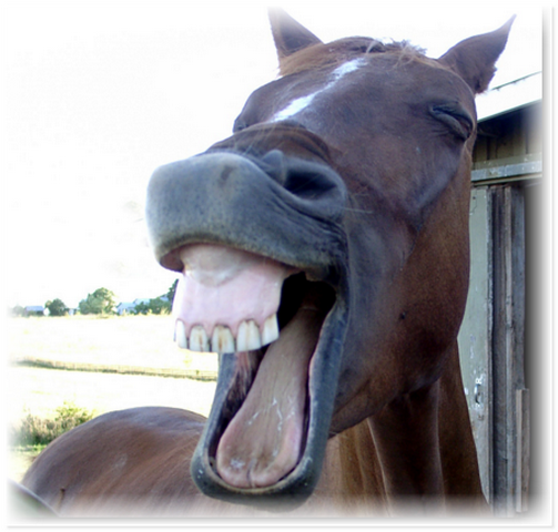 Улыбающиеся животные дарят минутку позитива людям Улыбающиеся животные дарят минутку позитива людям не всё так грустно