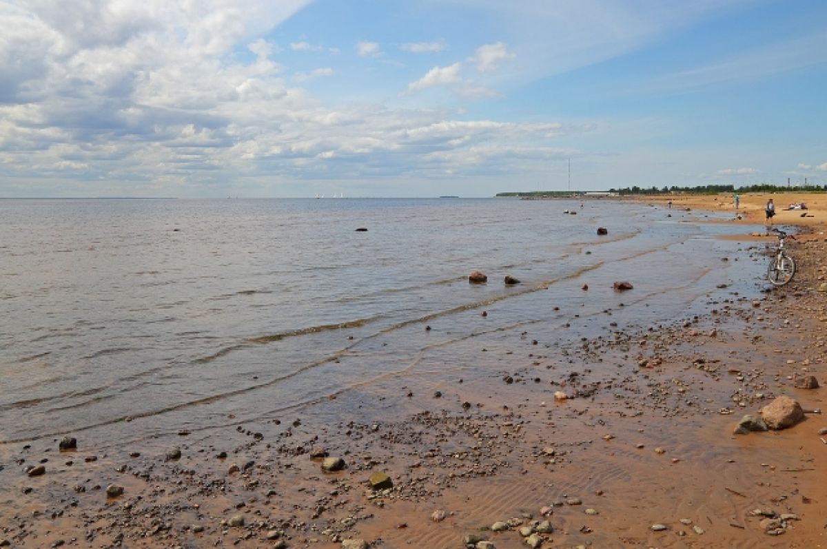 В Петербурге предложили нацпроект по спасению залива от позеленения