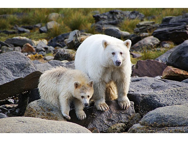 Медведь Кермода: Почему целая популяция чёрных медведей стала белоснежной?